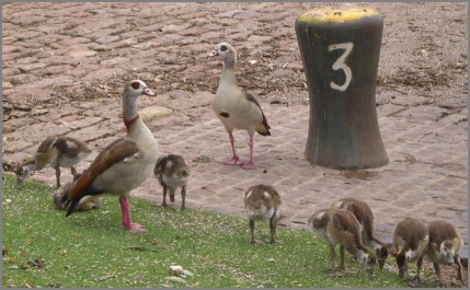 Nilgansfamilie