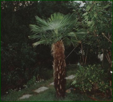 Palme in meinem Garten