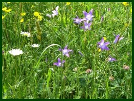 Glockenblumen und Margaritene