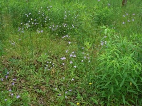 Glockenblumen vom Grenzhof