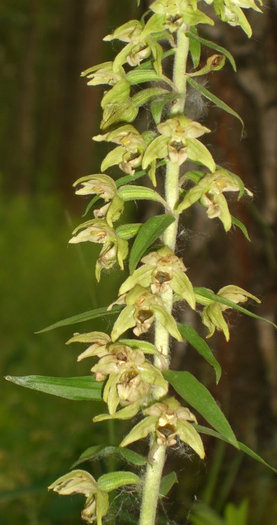 helleborine